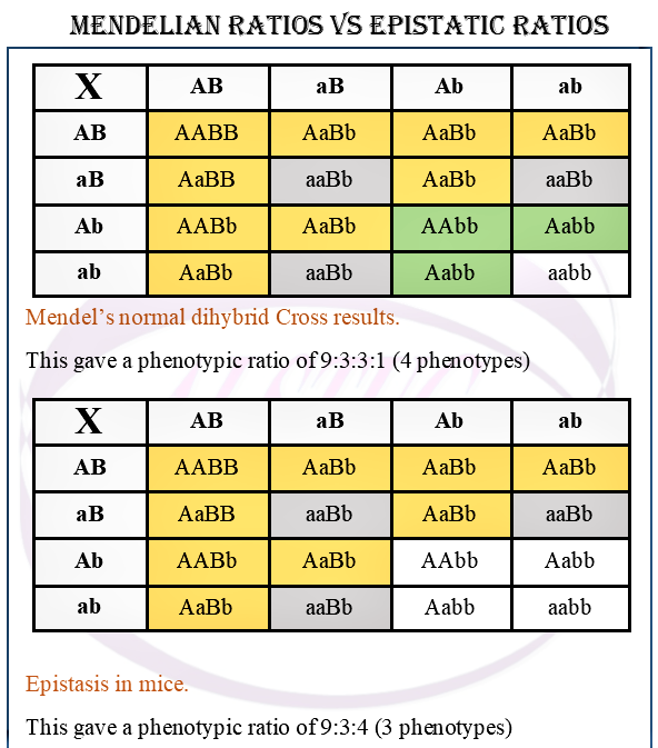 Epistasis in mice